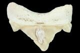 Pathological Shark (Otodus) Tooth - Morocco #108273-1